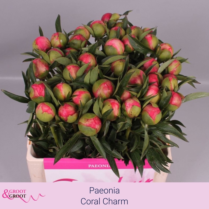 <h4>Paeonia hybrid 'Coral Charm'</h4>