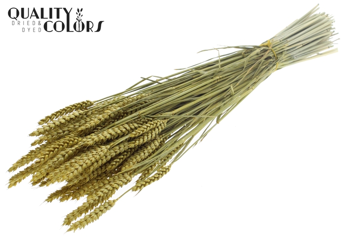 Triticum per bunch Metallic Yellow