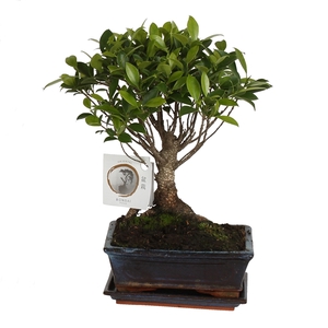 Bonsai 'Ficus retusa' in ø15cm Ceramic Ball Shape with Saucer