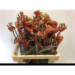 Anigoz Ramp Roy Slav