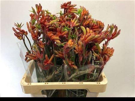 <h4>Anigoz Ramp Roy Slav</h4>