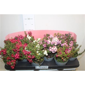 Gaulth Mucronata (pernettya)