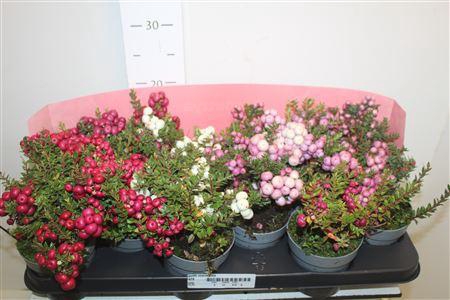 <h4>Gaulth Mucronata (pernettya)</h4>