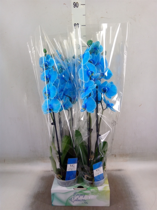 <h4>Phalaenopsis   ...</h4>