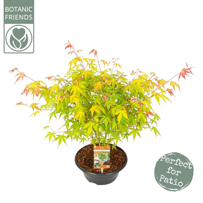 <h4>Acer palmatum Katsura</h4>