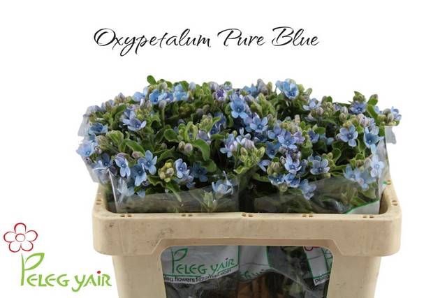 <h4>OXY CO TAN PURE BLU</h4>