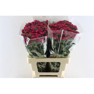 Di Barb Amazone Neon Cherise