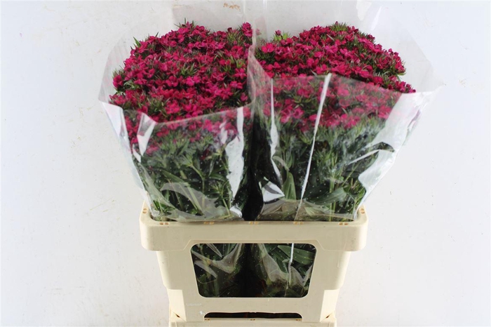 <h4>Di Barb Amazone Neon Cherise</h4>