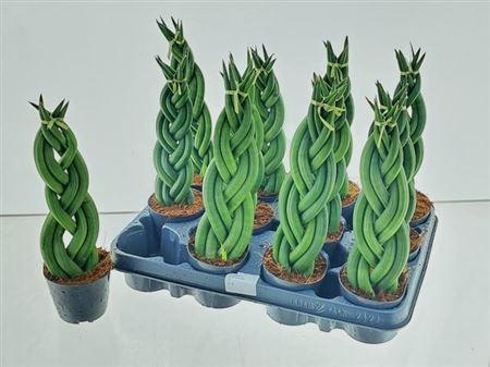 <h4>Sansev Cylindrica Ov</h4>