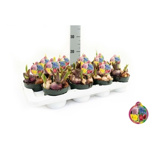 Bolbloemen   ...mix in pot