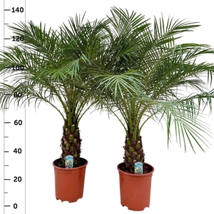 PHOENIX ROEBELENII