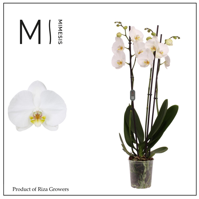 <h4>Phalaenopsis Nottingham 3 spike - 12cm | Mimesis</h4>