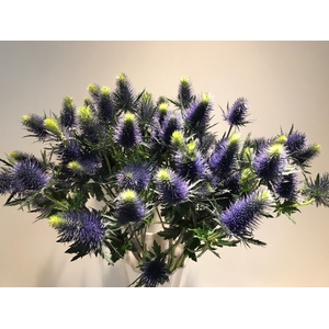 Eryngium Supernova