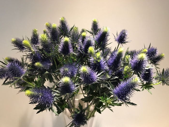 Eryngium Supernova