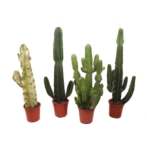 <h4>Euphorbia mix 24 cm</h4>