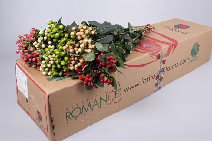 <h4>Hypericum Rainbow Romance</h4>