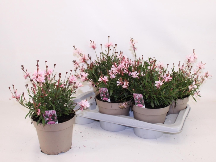 <h4>GAUR LI GAUDI ROSE</h4>