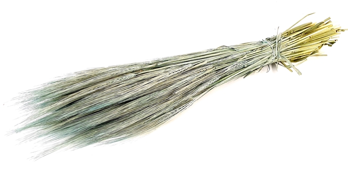 DRIED FLOWERS - HORDEUM FROSTED LIGHT BLUE