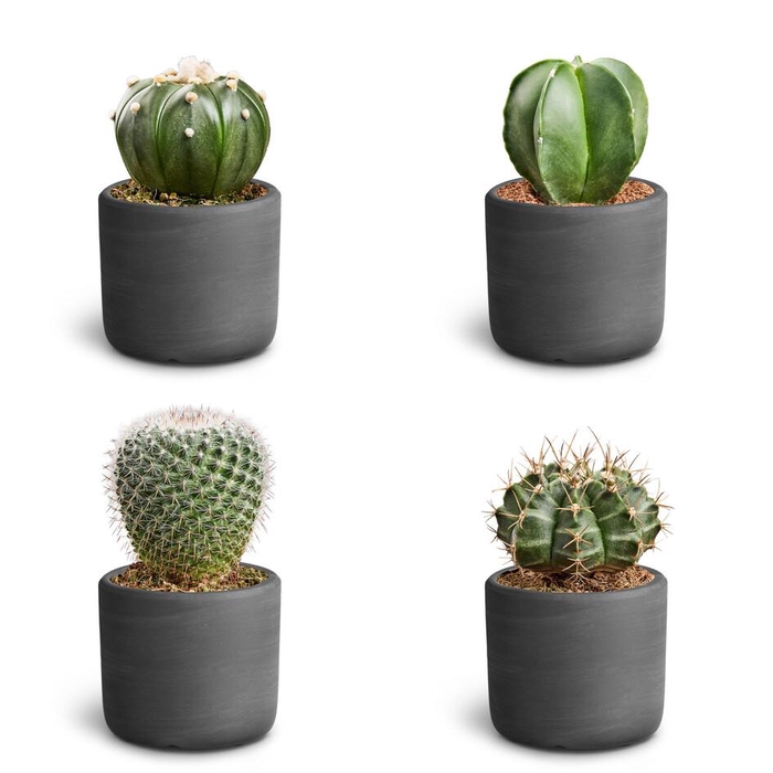 <h4>Raw Black Cactus Collection</h4>
