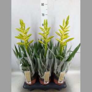 Tillandsia oerstediana