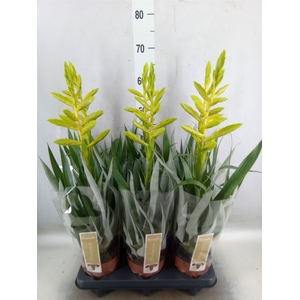 Tillandsia oerstediana