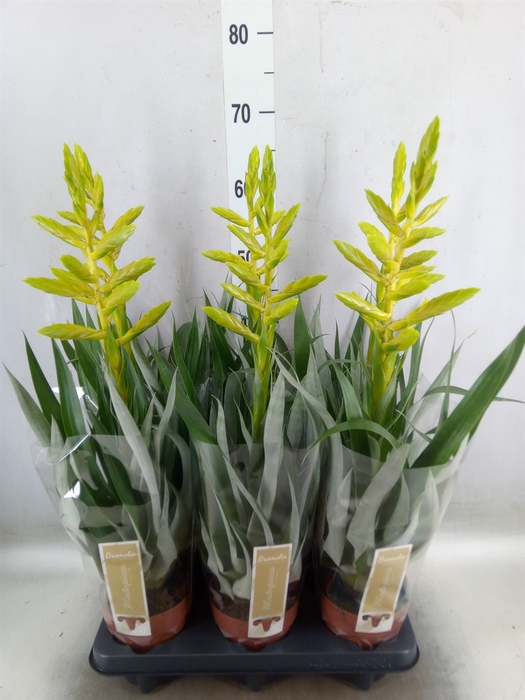 <h4>Tillandsia oerstediana</h4>