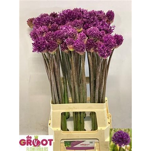 ALLIUM PURPLE SENS