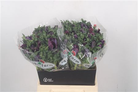 <h4>Anemone Galil Bordeaux</h4>