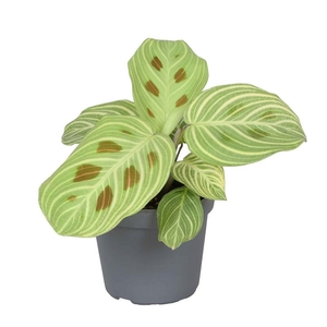 CALATHEA SPECIES p6 Golden Veins