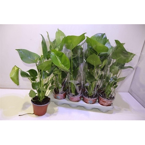 Monstera Deliciosa