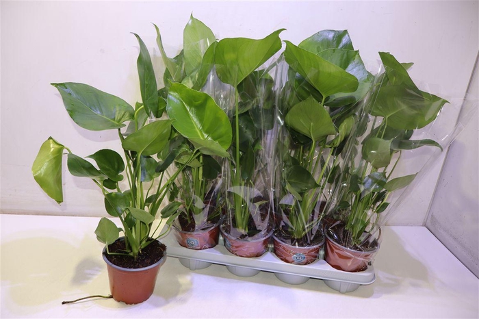 <h4>Monstera Deliciosa</h4>