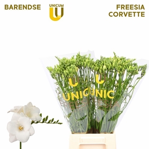 Freesia enk Corvette