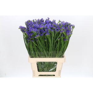 Limonium Statice Blue Wings