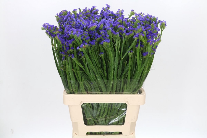 <h4>Limonium Statice Blue Wings</h4>