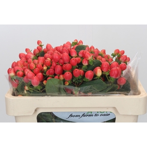Hypericum Magical Royal Princess