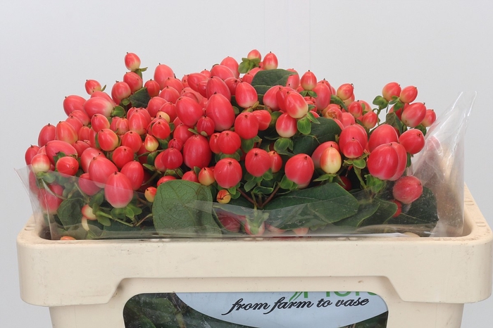 Hypericum Magical Royal Princess