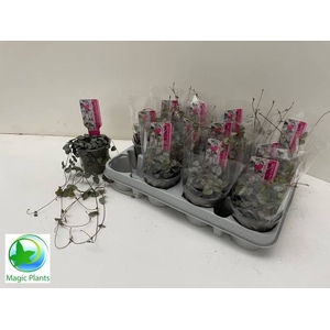 CEROPEGIA WOODII SUP