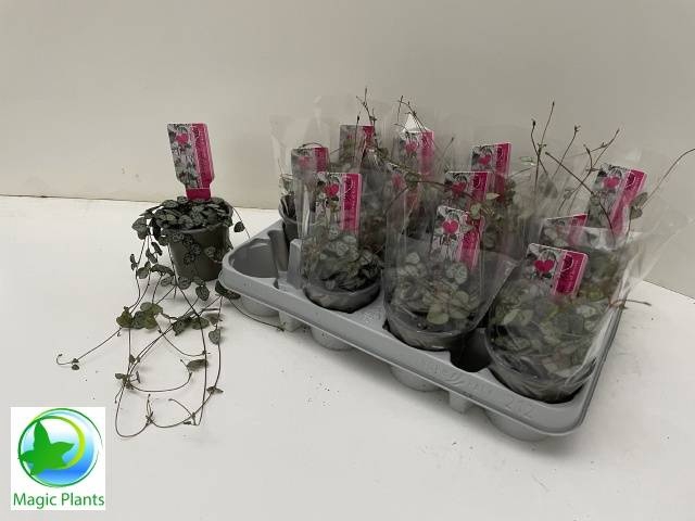 <h4>CEROPEGIA WOODII SUP</h4>
