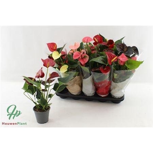 Anthu An Gem 4 Kl 4+