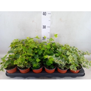 Hedera helix   ...mix 3