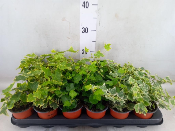 <h4>Hedera helix   ...mix 3</h4>