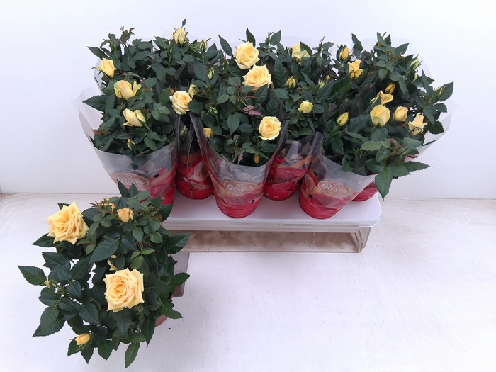 <h4>RO FAV RO YELLOW</h4>