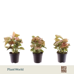 Syngonium