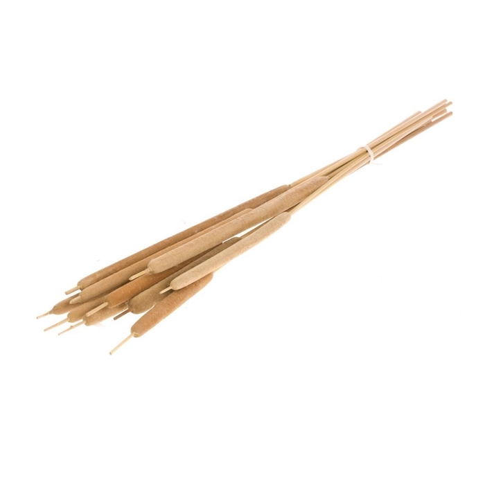 <h4>Typha large 10pc natural</h4>