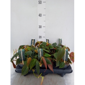 Philodendron scand. subsp. micans