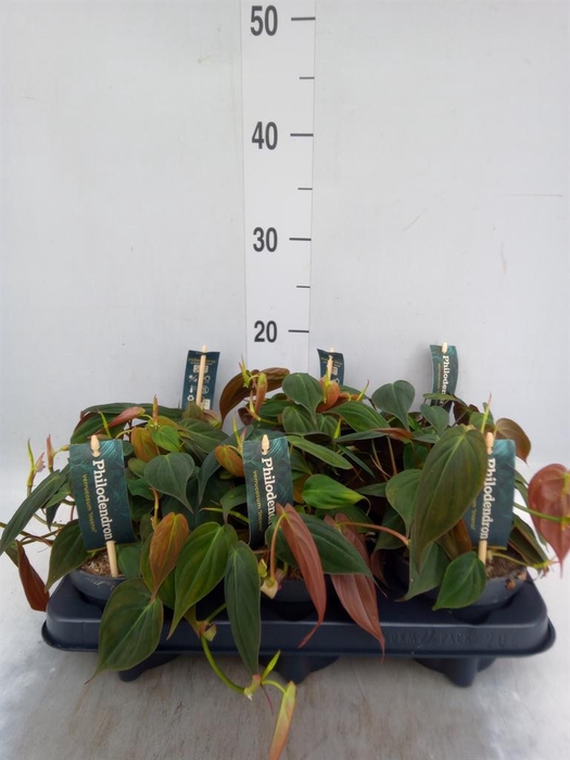 <h4>Philodendron scand. subsp. micans</h4>