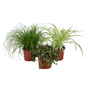 Ov Kamerplanten Gemengd