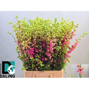 DELPH CONSOLIDA QIS ROSE CONS R Q R