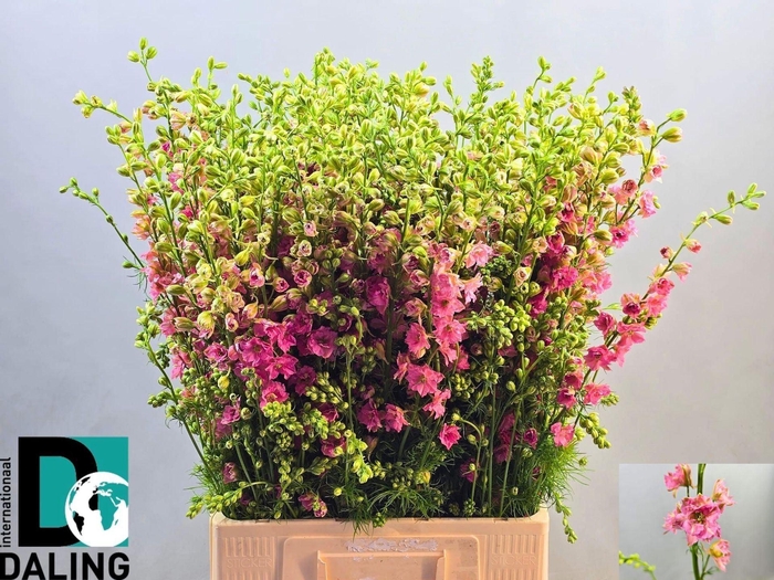 <h4>DELPH CONSOLIDA QIS ROSE CONS R Q R</h4>