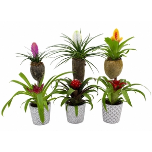 Bromelia Op Hout Bonami Gemengd Torrvieja